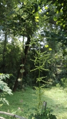 Dioscorea oppositifolia