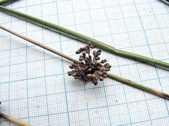 Juncus decipiens