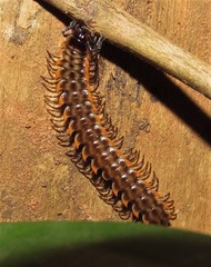 Orthomorpha