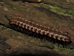 Orthomorpha