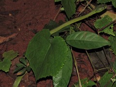 Boiga cyanea