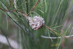 Hakea propinqua