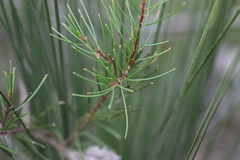 Hakea propinqua