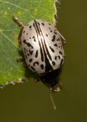 Calligrapha multipunctata