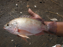 Oreochromis esculentus