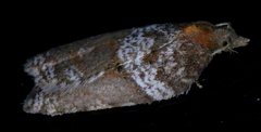 Acleris celiana