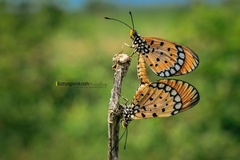 Acraea terpsicore