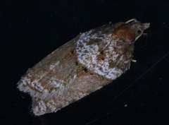 Acleris celiana