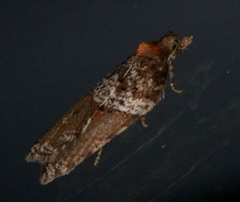 Acleris celiana