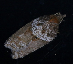 Acleris celiana
