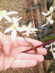 Clematis armandii