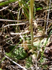 Pterostylis gibbosa
