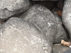 Cryptoblepharus poecilopleurus