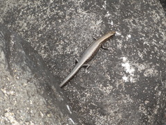 Cryptoblepharus poecilopleurus