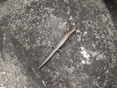 Cryptoblepharus poecilopleurus