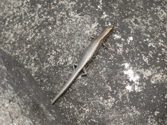 Cryptoblepharus poecilopleurus