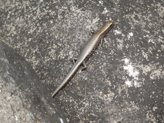 Cryptoblepharus poecilopleurus