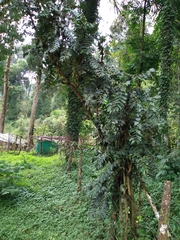 Berberis napaulensis