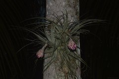 Tillandsia gardneri