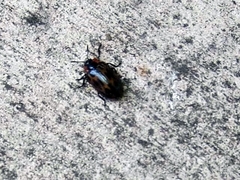 Chrysomela confluens