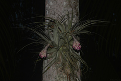 Tillandsia gardneri