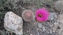 Echinocereus pectinatus pectinatus