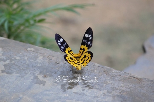 False Tiger Moth