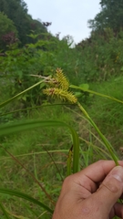 Carex retrorsa