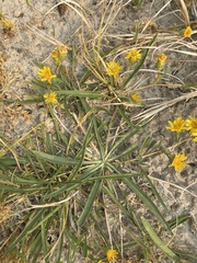 Pyrrocoma racemosa paniculata