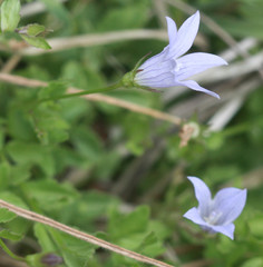 Campanula californica