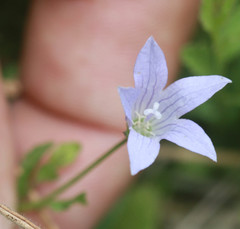 Campanula californica