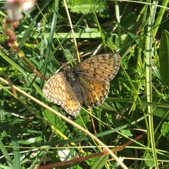 Boloria