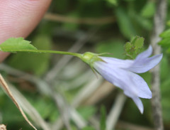 Campanula californica