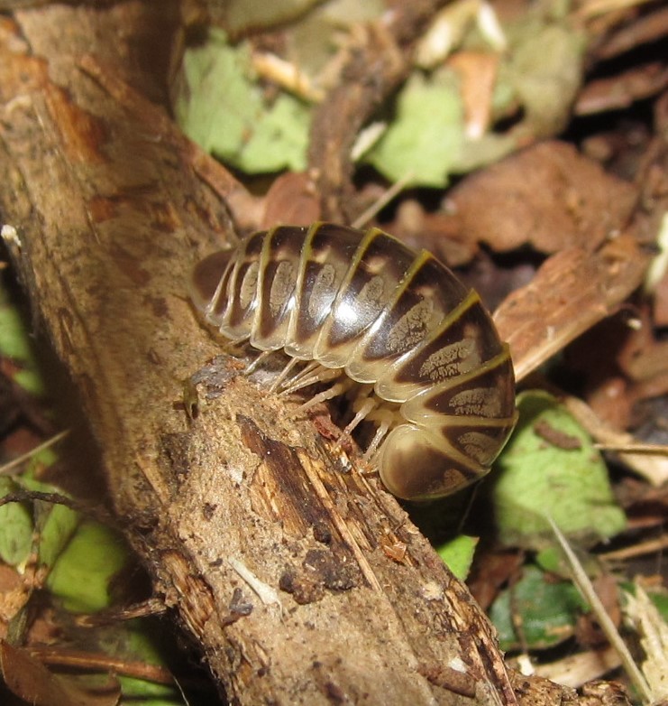 Haploglomerinae