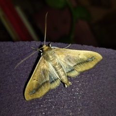 Diaphania fumosalis