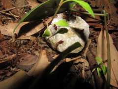 Macrotermes annandalei