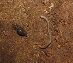 Cambalopsidae