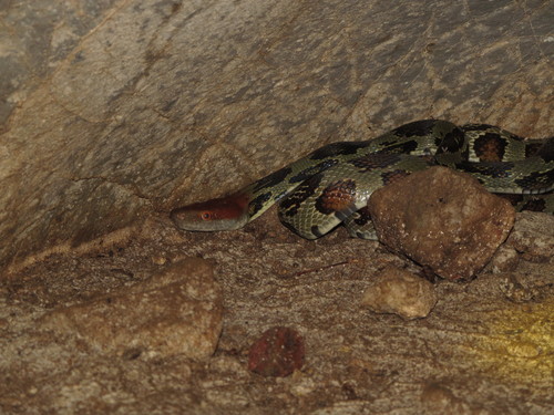 Flower Snake