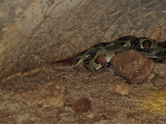 Elaphe moellendorffi