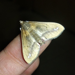 Diaphania fumosalis