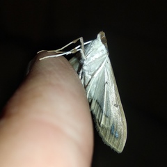 Diaphania fumosalis
