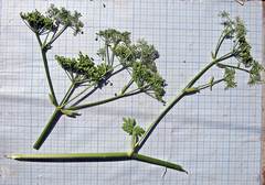 Ostericum sieboldii