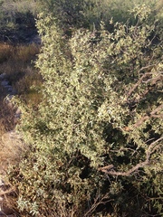 Berberis haematocarpa