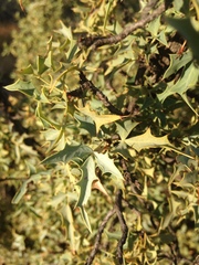 Berberis haematocarpa