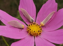 Chrysoecia thoracica