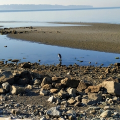 Ardea herodias