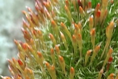 Tetraplodon angustatus