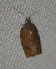 Argyrotaenia juglandana