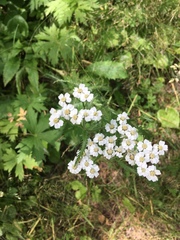 Achillea alpina camtschatica