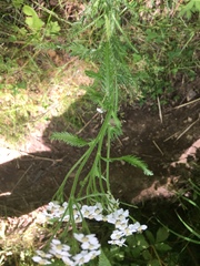 Achillea alpina camtschatica